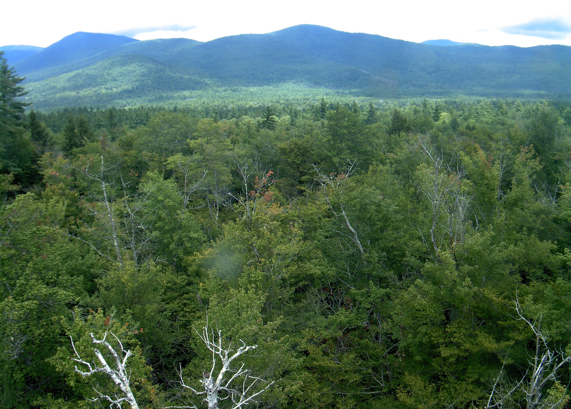 A wooded ridge rises beyond the close canopy at Bartlett Experimental Forest.