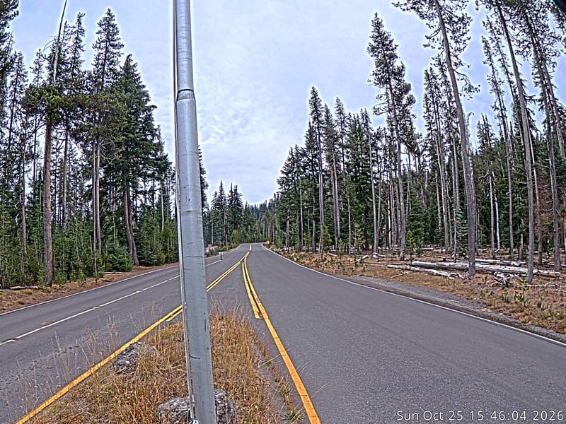 The park road runs between tall pines, with dry grass along the verges.