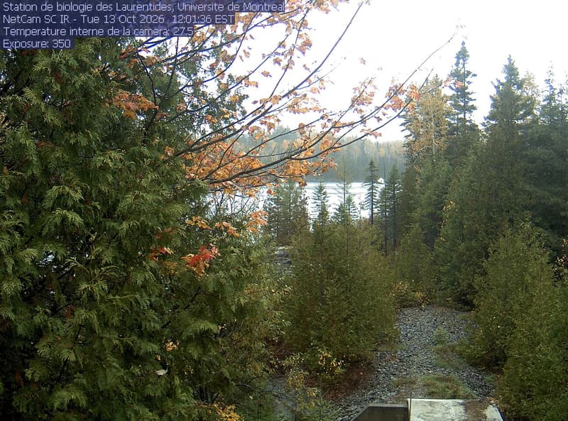 A broadleaf branch overhangs the top of the view between tall conifers, with a lake and its far shore beyond. Gravel and the corner of a small structure at the bottom show the research setting.
