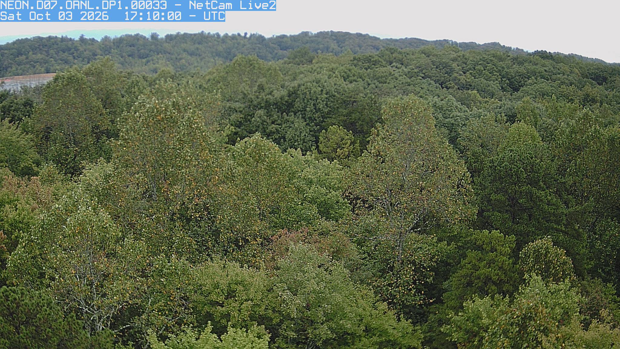 A broad, mostly green deciduous canopy fills rolling woodland, with small yellow leaf patches visible on the near crowns. Detail is clear across most of the frame.