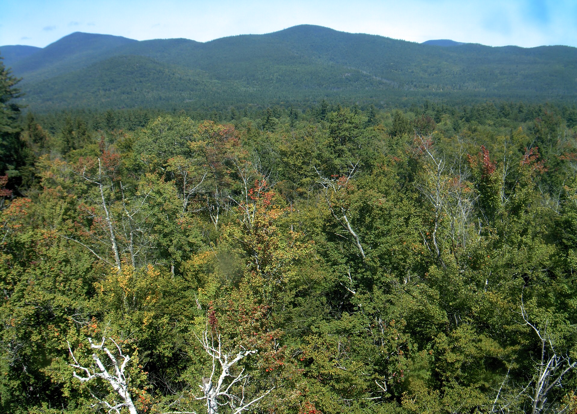 A wooded ridge rises beyond the close canopy at Bartlett Experimental Forest.