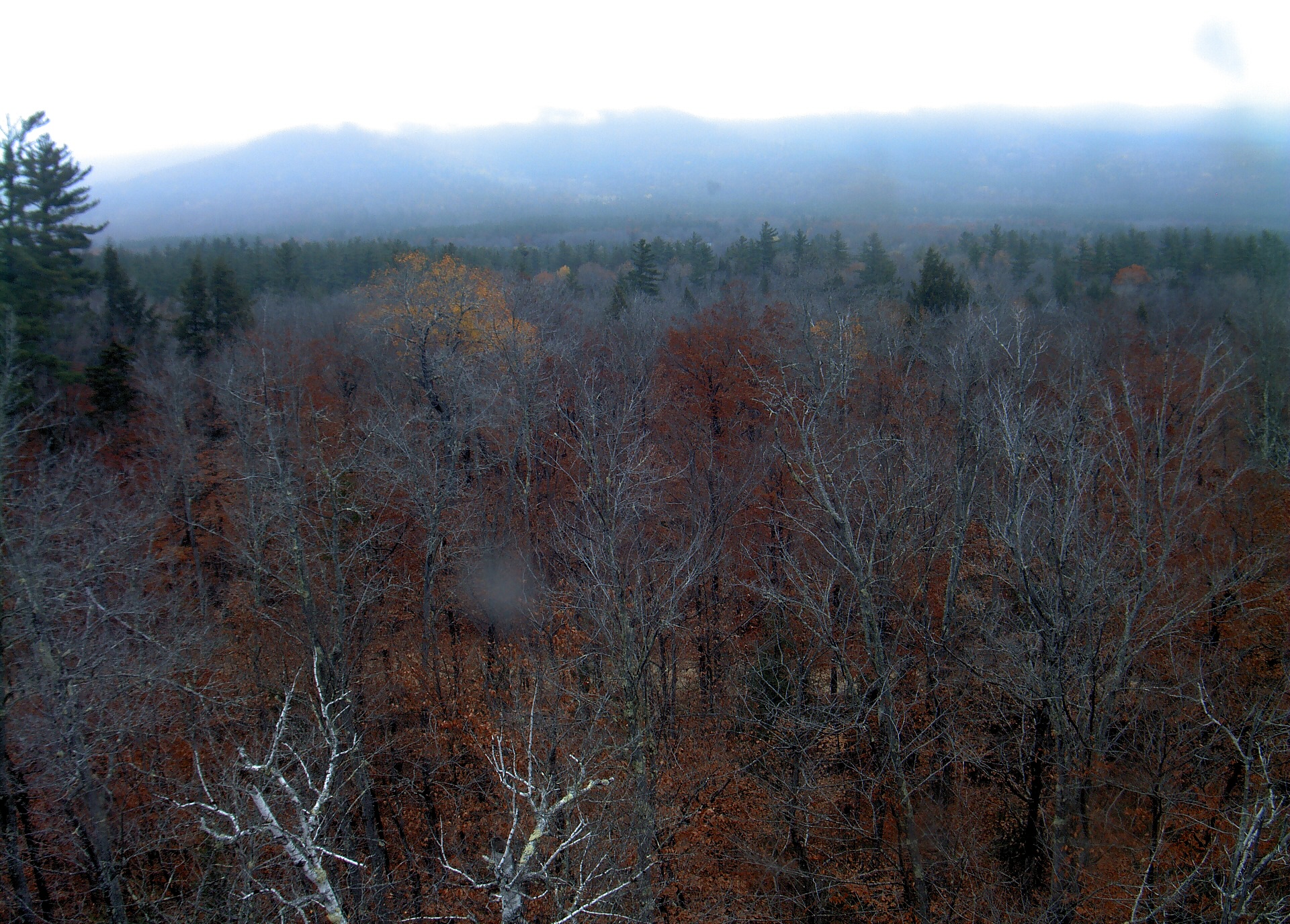 A wooded ridge rises beyond the close canopy at Bartlett Experimental Forest.