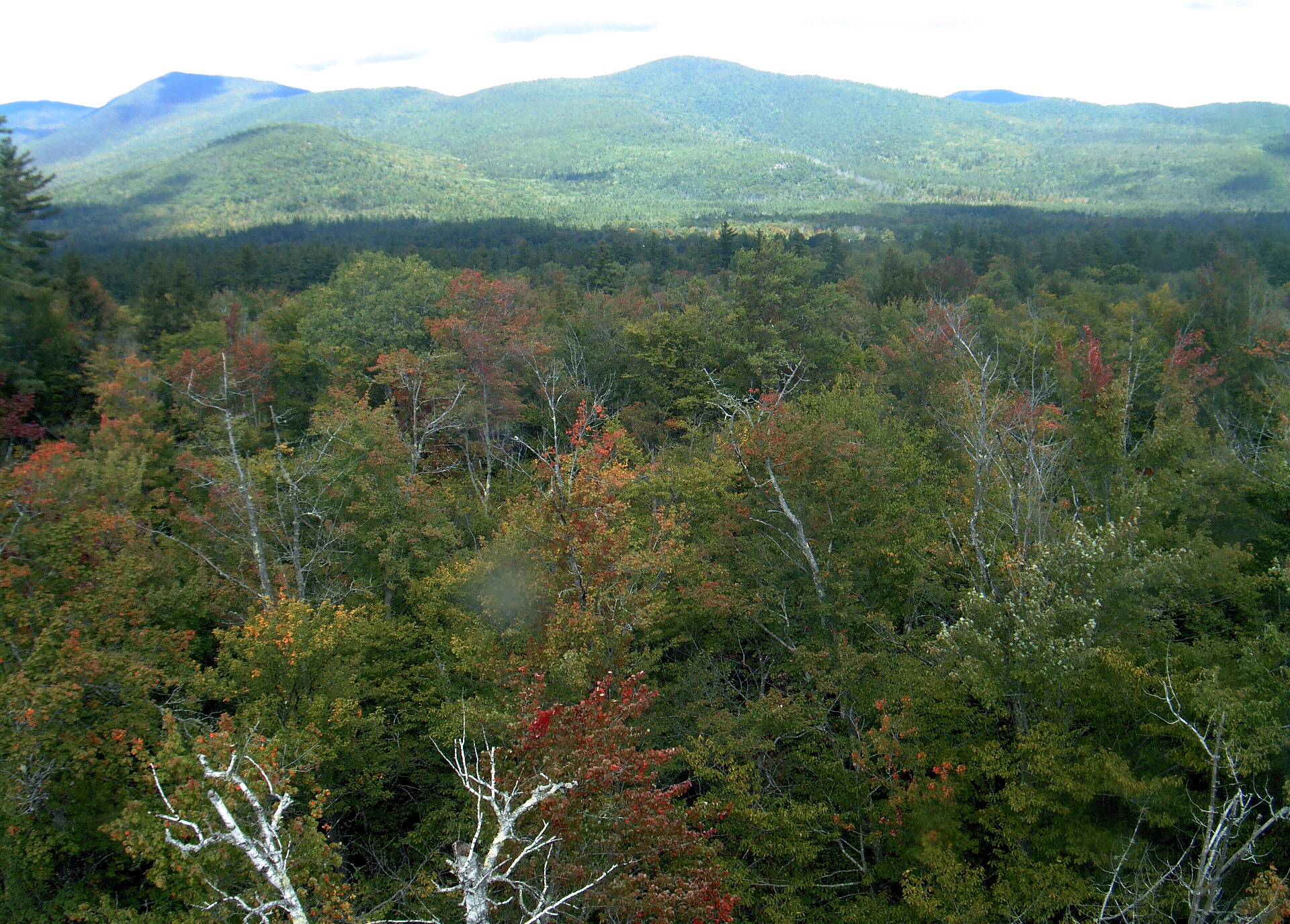 A wooded ridge rises beyond the close canopy at Bartlett Experimental Forest.