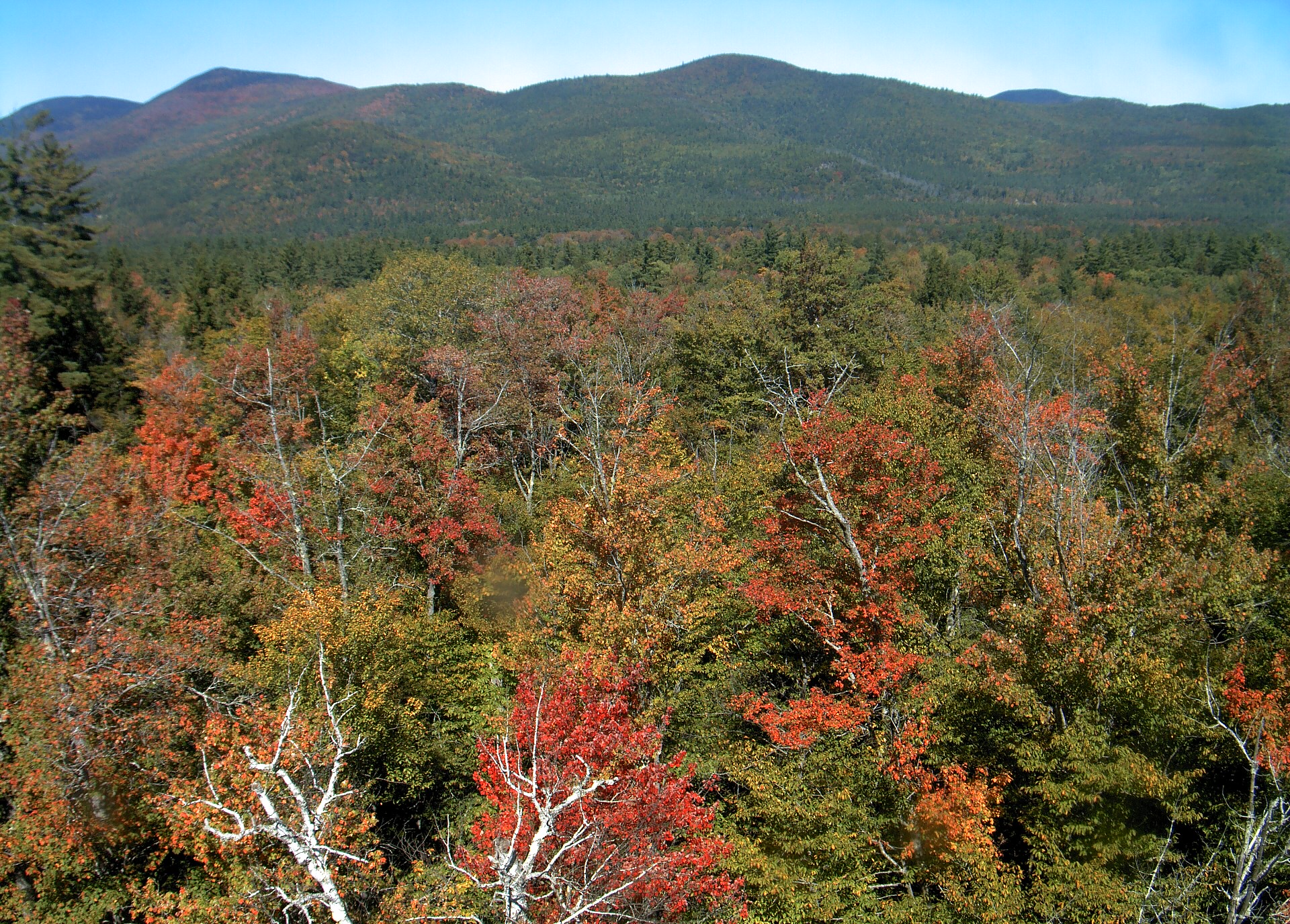 A wooded ridge rises beyond the close canopy at Bartlett Experimental Forest.