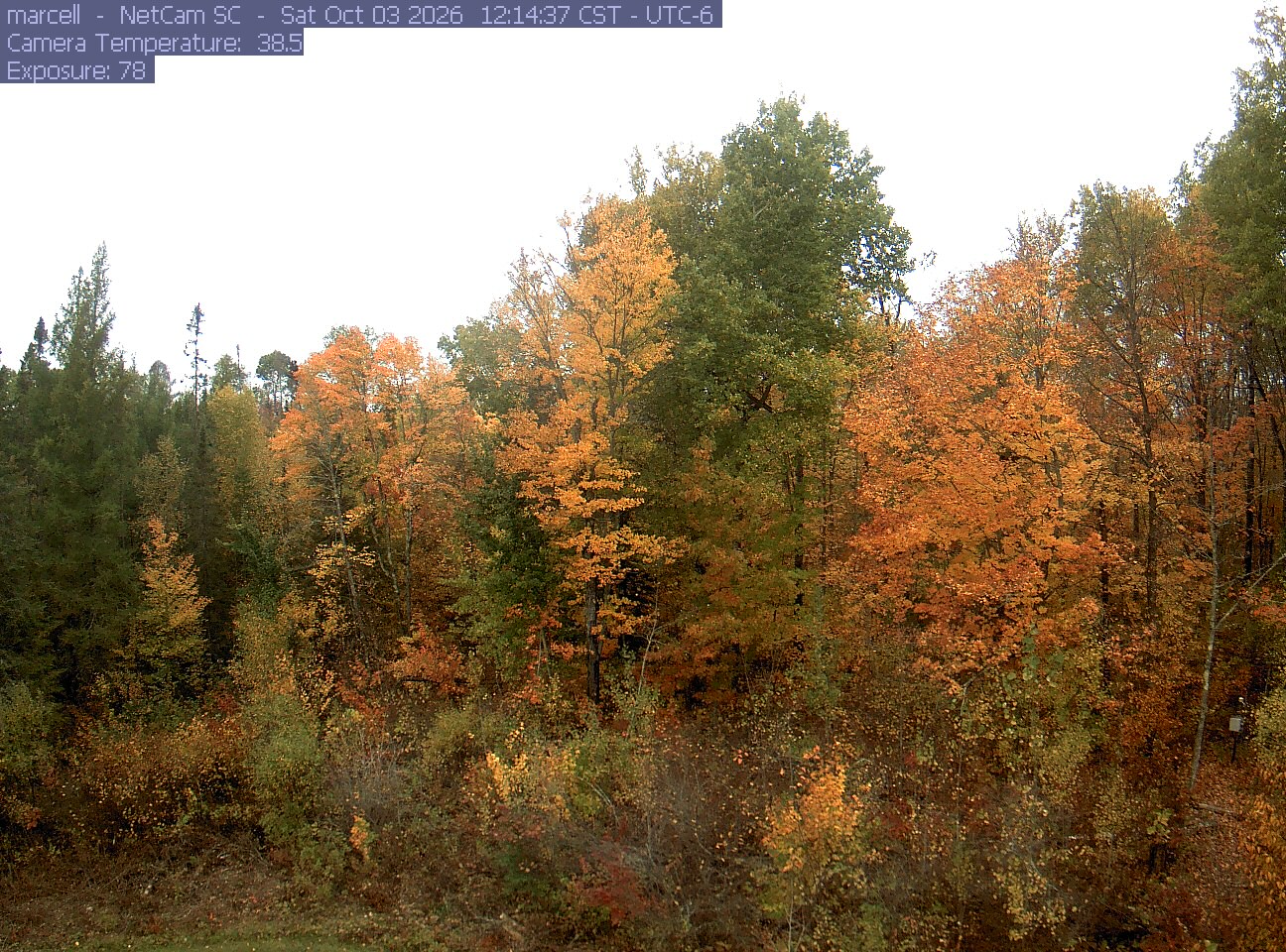 Tall orange and gold trees rise beside dark conifers and low mixed woodland. Individual crowns and leaves remain clear against the bright sky.