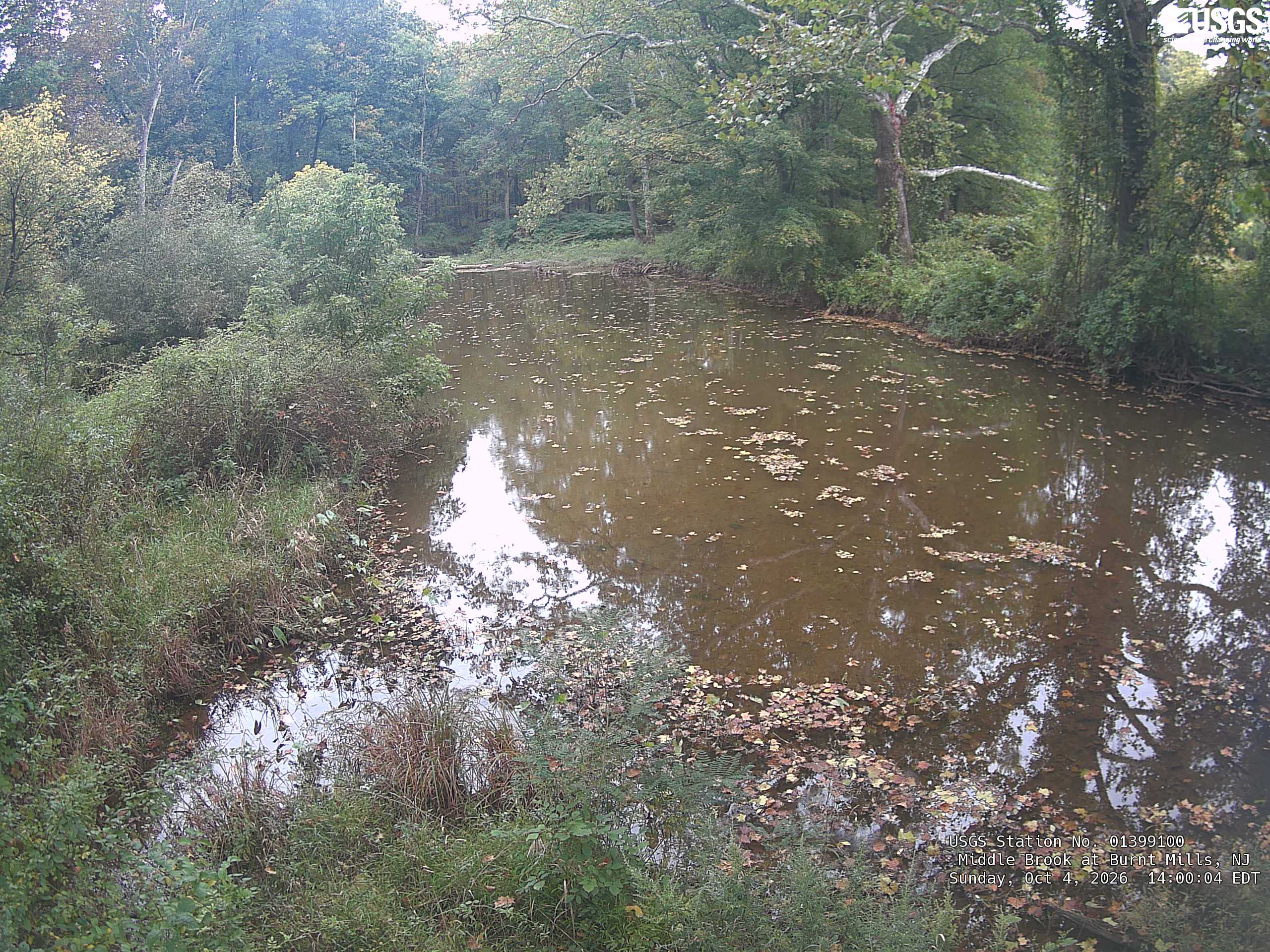 A calm woodland creek is enclosed by abundant readable green foliage and modest yellow change, with many fallen leaves on the water. The near bank and background trees are clear despite subdued light; no species or regional condition is inferred.