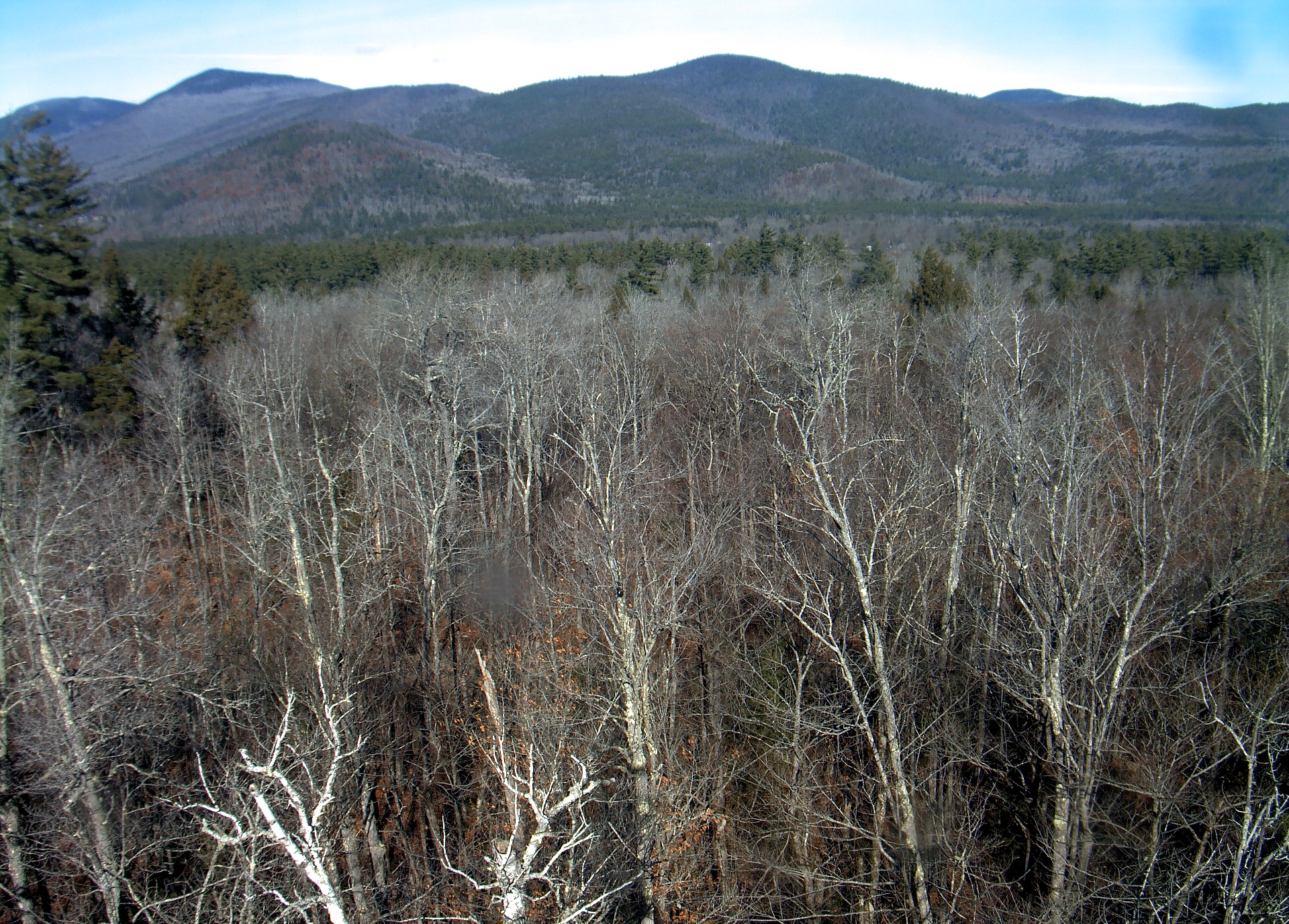 A wooded ridge rises beyond the close canopy at Bartlett Experimental Forest.