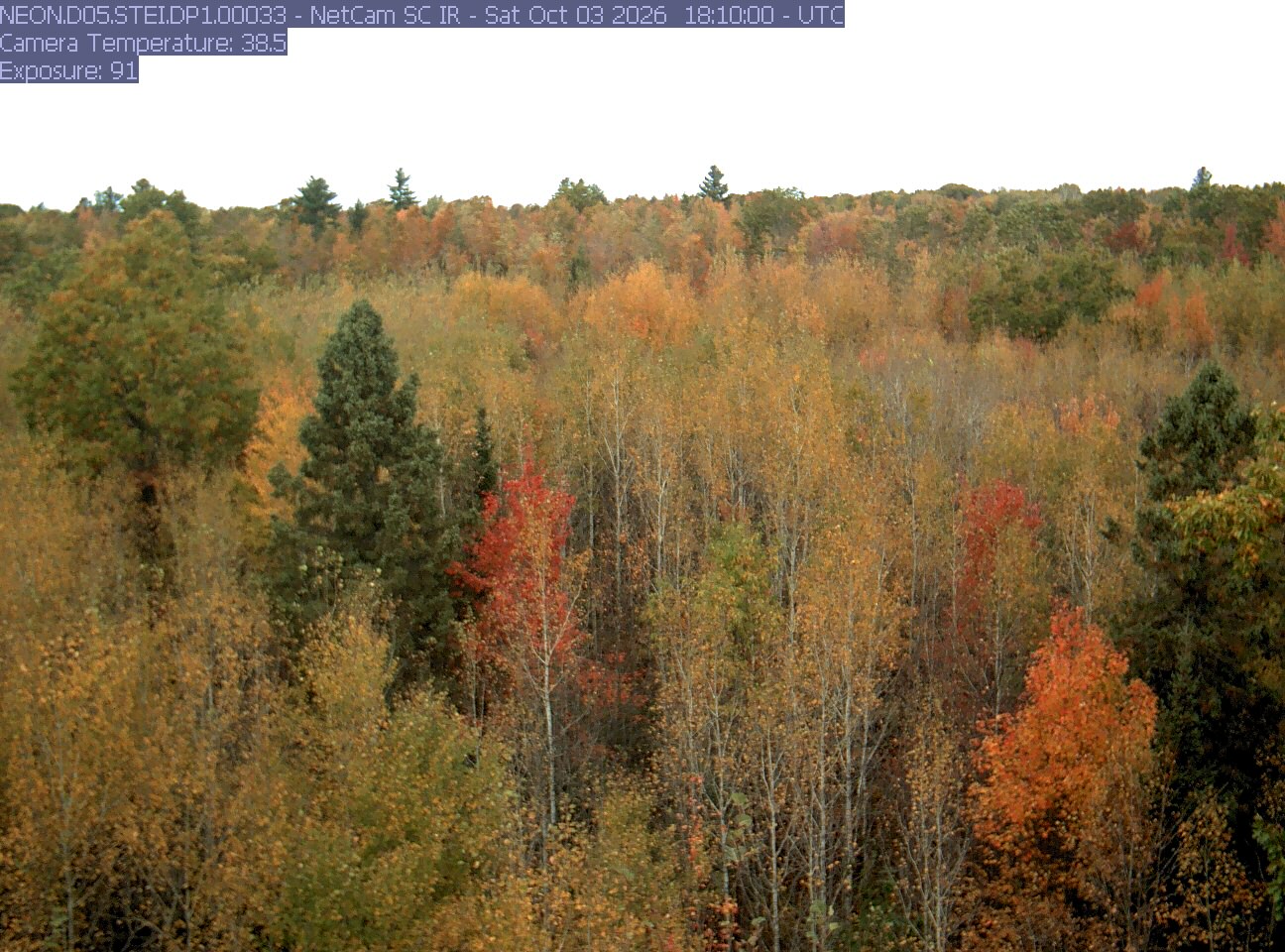 A broad stand shows gold and orange foliage, bare pale branches, bright red patches and scattered dark conifers. The trees are legible from near crowns to the low horizon.