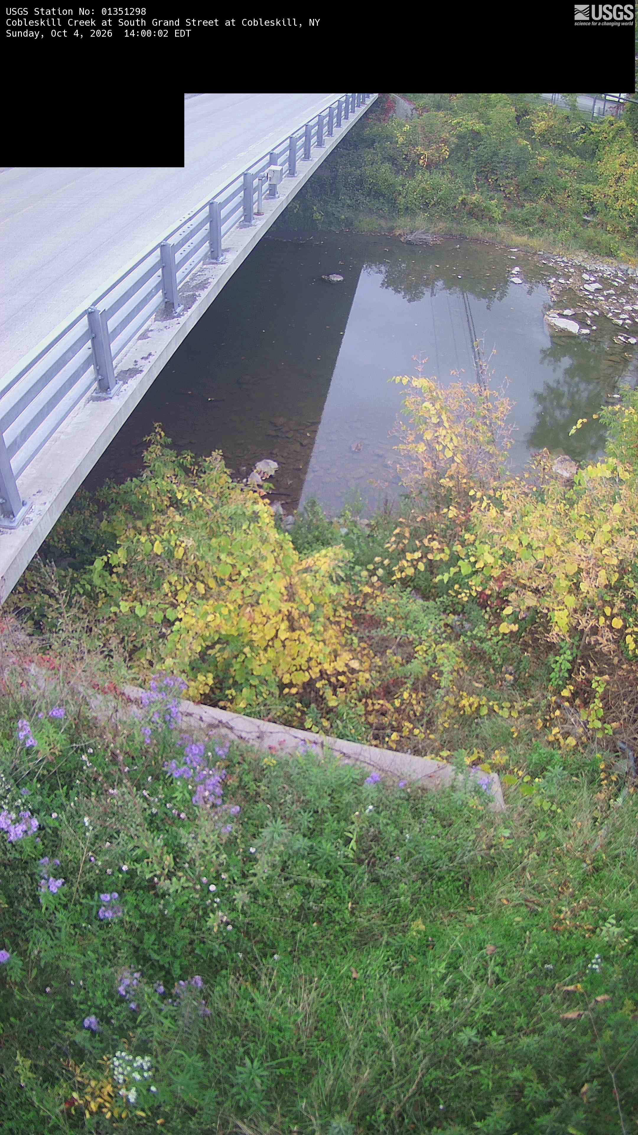 Bright yellowing branches fill the near bank above a creek, with greener woody vegetation on the opposite bank. A large bridge and existing black upper mask limit the landscape; purple flowers and small shrubs are also visible.
