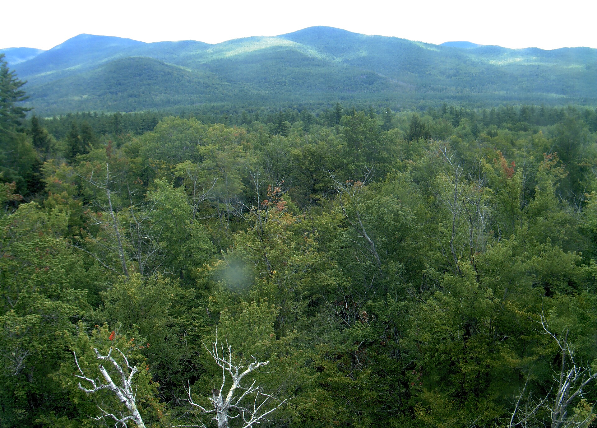 A wooded ridge rises beyond the close canopy at Bartlett Experimental Forest.