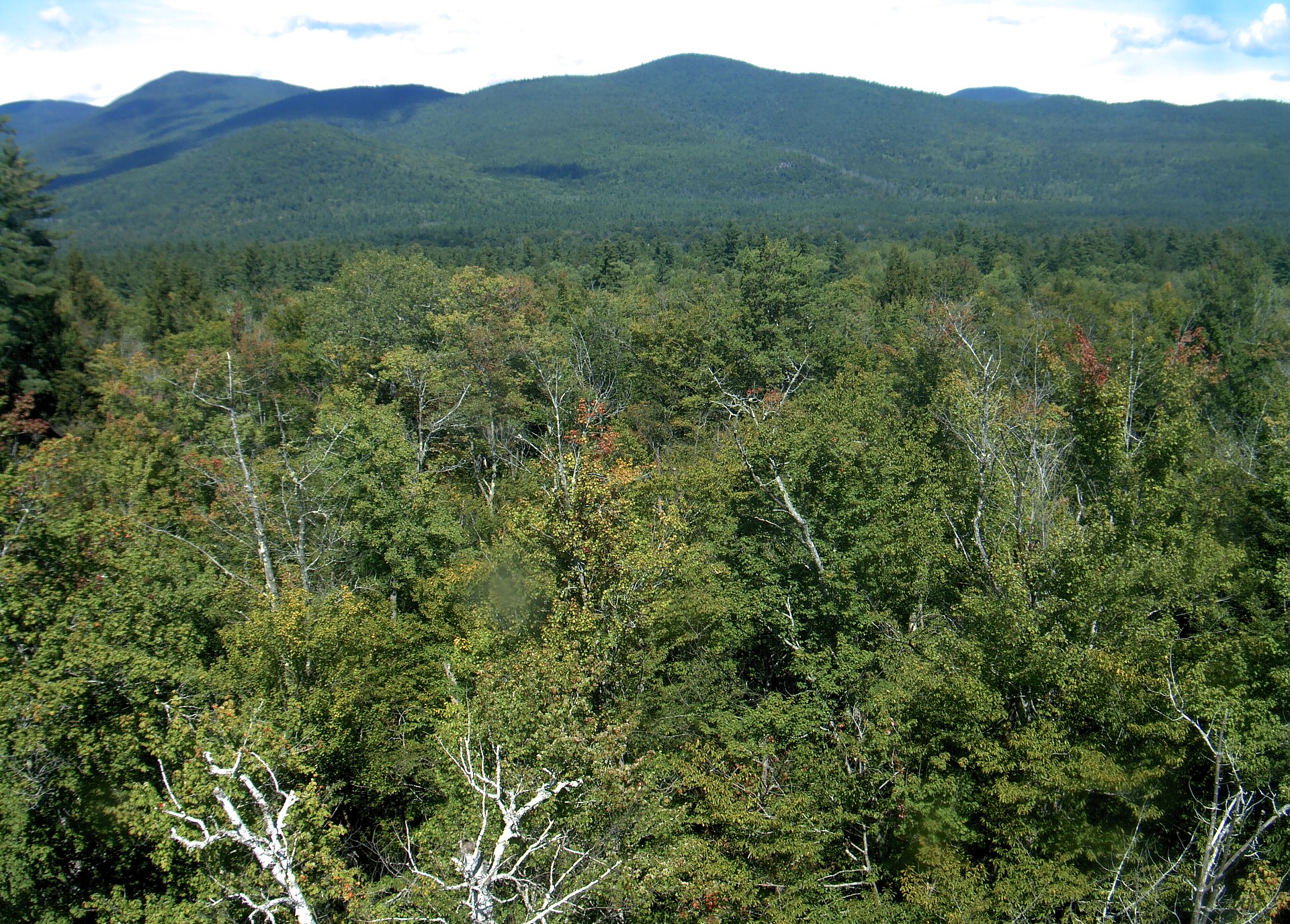 A wooded ridge rises beyond the close canopy at Bartlett Experimental Forest.