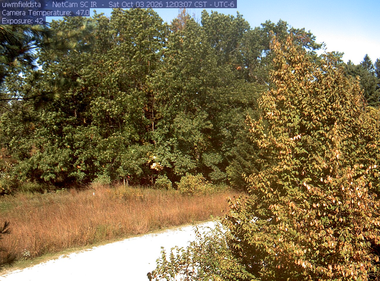 A yellowing broadleaf crown rises beside a bright track and grassy clearing, backed by mostly green woodland. Near leaves and the contrasting tree line remain clear.