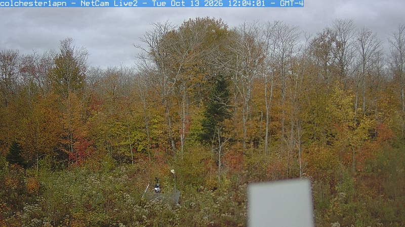 A close mixed woodland wall shows yellow-green and bronze leaves, bare upper branches and darker evergreen crowns. Foliage is broadly clear; a white piece of equipment obscures a small lower part.
