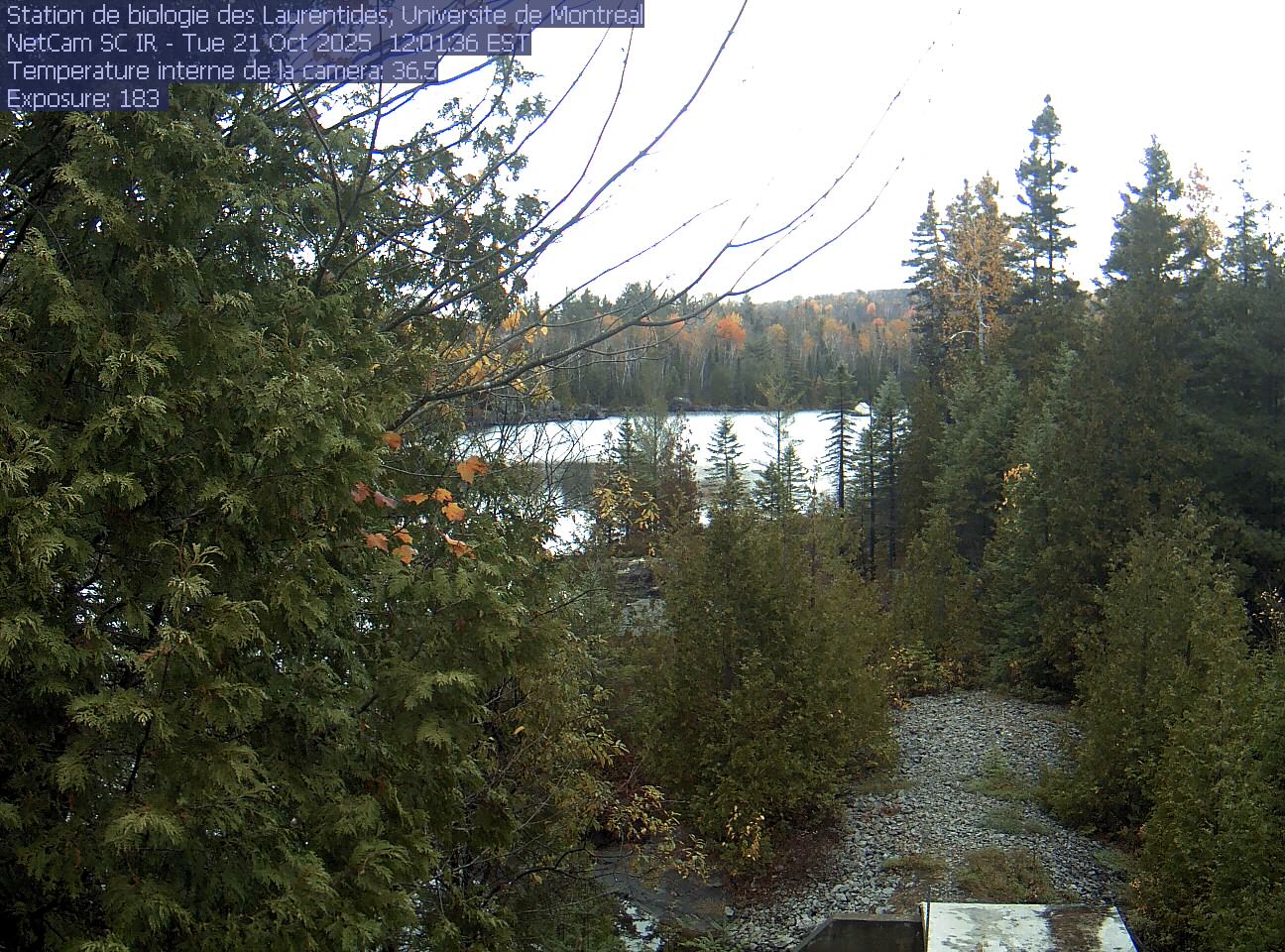 A broadleaf branch overhangs the top of the view between tall conifers, with a lake and its far shore beyond. Gravel and the corner of a small structure at the bottom show the research setting.