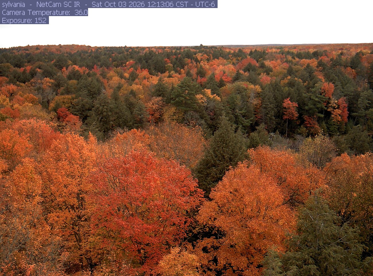 Bright orange and red deciduous crowns surround dark evergreen pockets across a broad, clear forest canopy. Foreground branches and the distant patchwork remain easy to see.