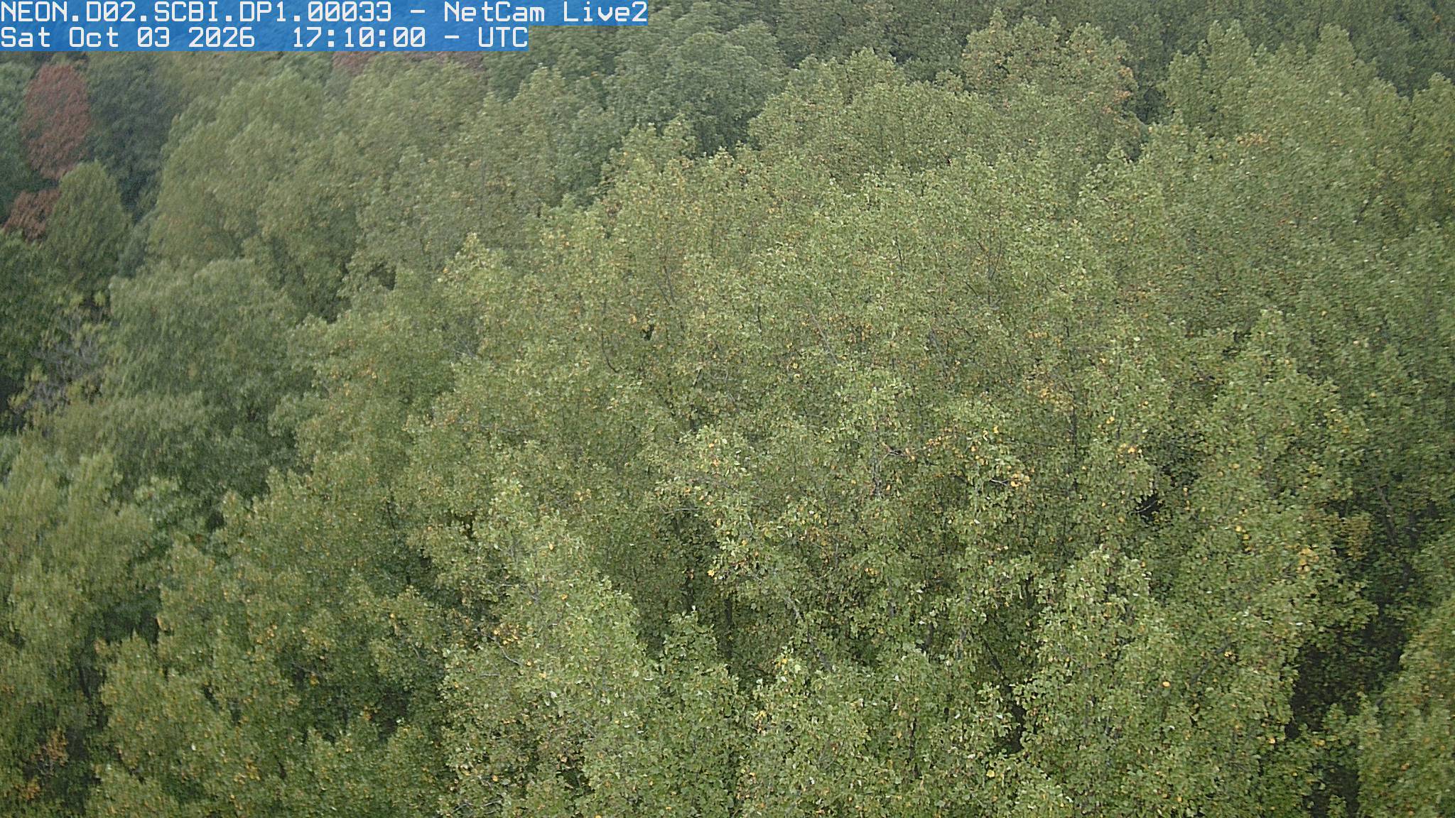 A close forest canopy fills the frame with mostly green leaves, scattered yellow patches and a rusty crown at the upper left. This tower view supplies clear canopy context missing from the grouped creek camera.