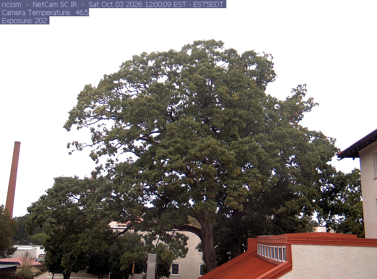 A large leafy campus tree rises between low school buildings. The crown is predominantly green, with a few dull yellowing patches and clearly visible branch structure.