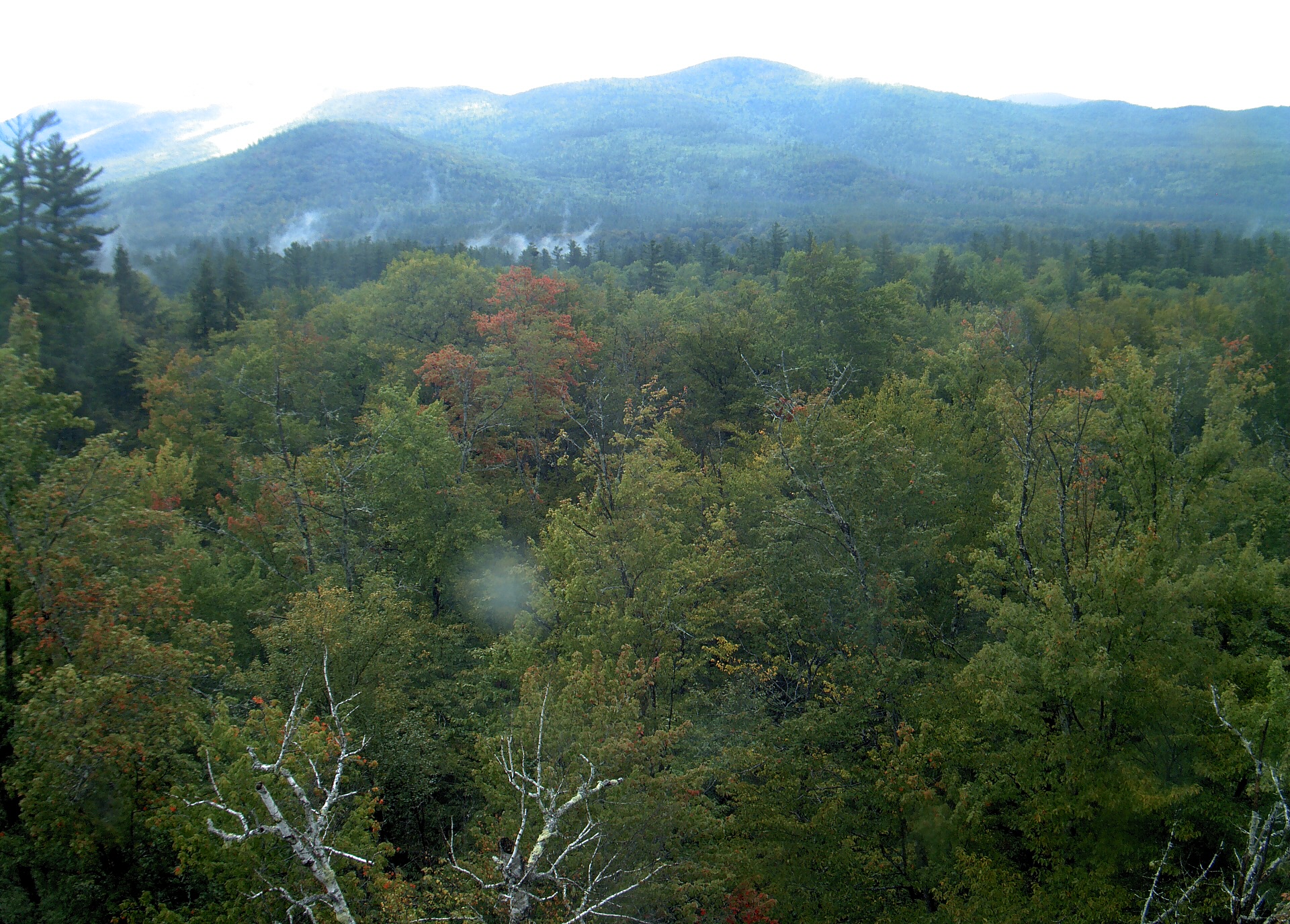 A wooded ridge rises beyond the close canopy at Bartlett Experimental Forest.