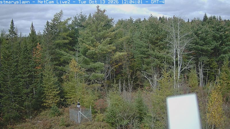 A mixed woodland edge shows mostly dark evergreen crowns with yellowing low branches and sparse reddish leaves. The nearer foliage is clear; an instrument box occupies part of the lower right.