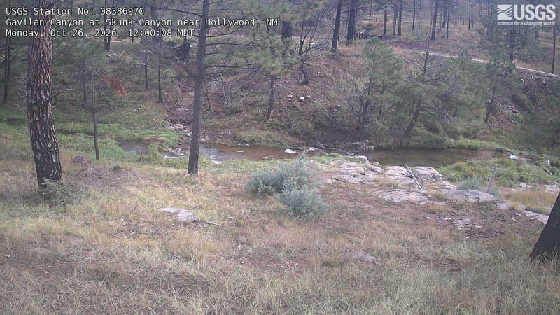 A narrow stream runs beside an open slope of pines, bare trunks, tawny grass and sparse shrubs. The conifers remain green, with little autumn color among the smaller plants.