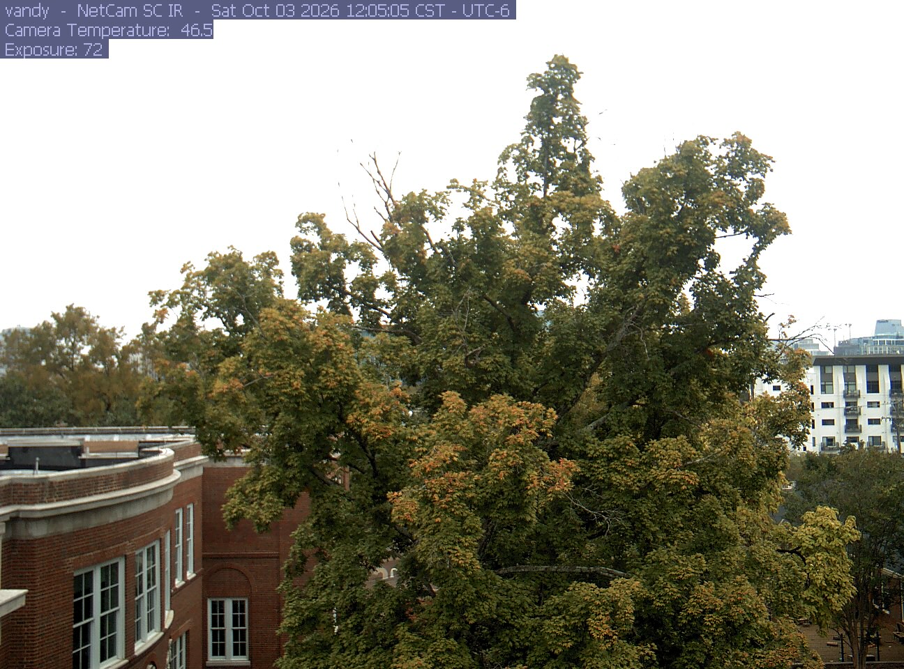 A large green and gold campus tree rises beside brick buildings, with patches of orange-tan leaves and a few exposed branches. The crown remains clear in flat daylight.