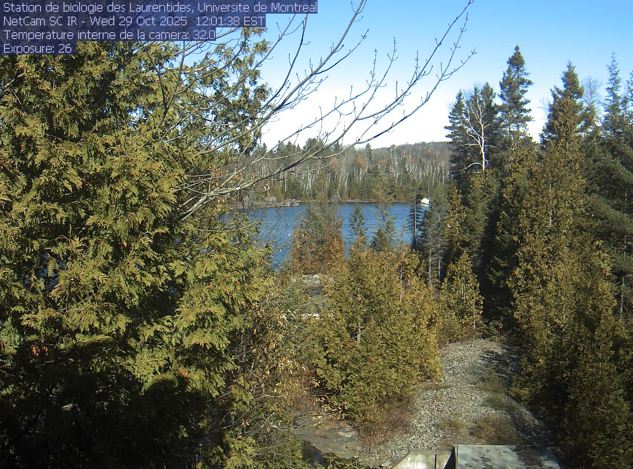 A broadleaf branch overhangs the top of the view between tall conifers, with a lake and its far shore beyond. Gravel and the corner of a small structure at the bottom show the research setting.