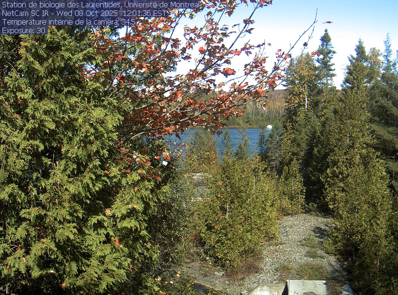 A broadleaf branch overhangs the top of the view between tall conifers, with a lake and its far shore beyond. Gravel and the corner of a small structure at the bottom show the research setting.