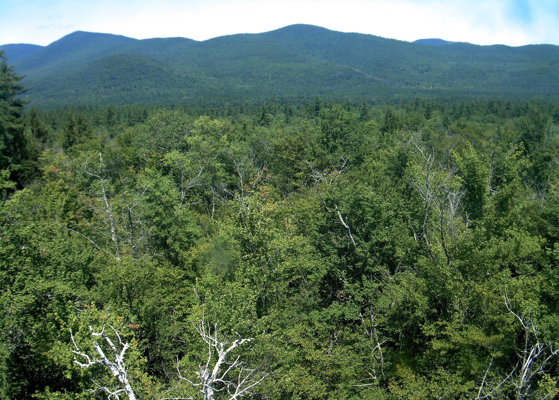 A wooded ridge rises beyond the close canopy at Bartlett Experimental Forest.