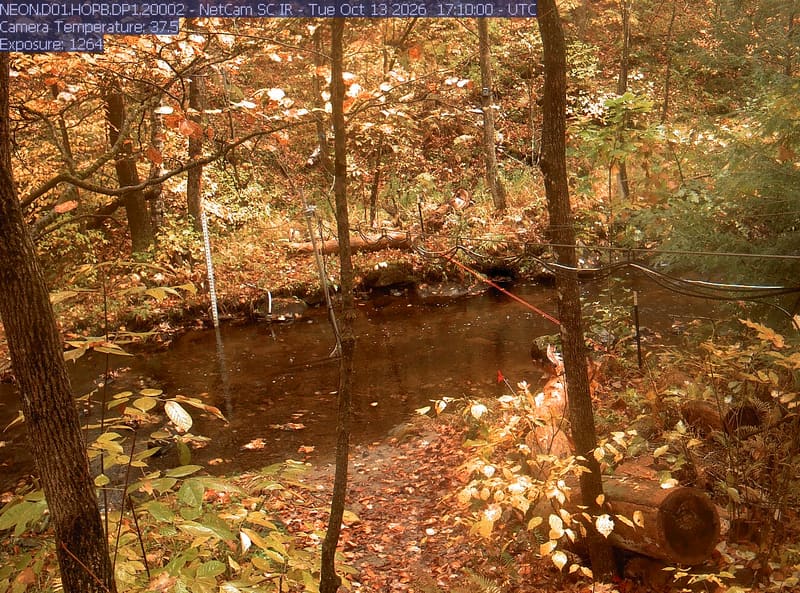 A wooded stream with close leaves, trunks, water and research cables. Strong bright patches and warm exposure obscure parts of the upper canopy; nearby green and yellow leaves are readable. No apparent wet-lens blur. Useful understory context, weaker for broad color judgment.