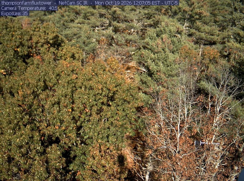 A close canopy view fills the frame with mostly green crowns and scattered yellowing leaves. The texture is slightly soft and lower gaps are shaded, but foliage remains readable.