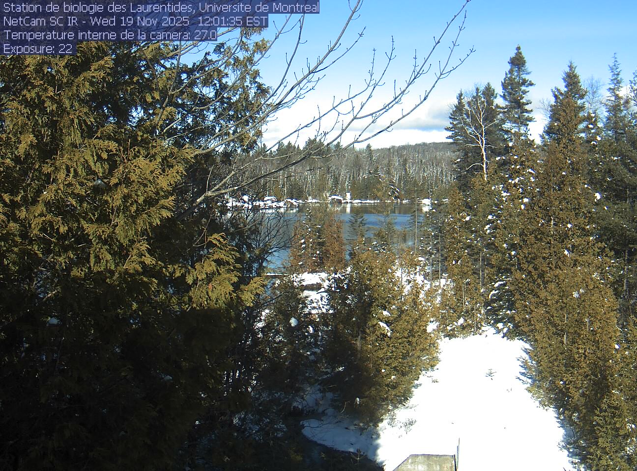 A broadleaf branch overhangs the top of the view between tall conifers, with a lake and its far shore beyond. Gravel and the corner of a small structure at the bottom show the research setting.