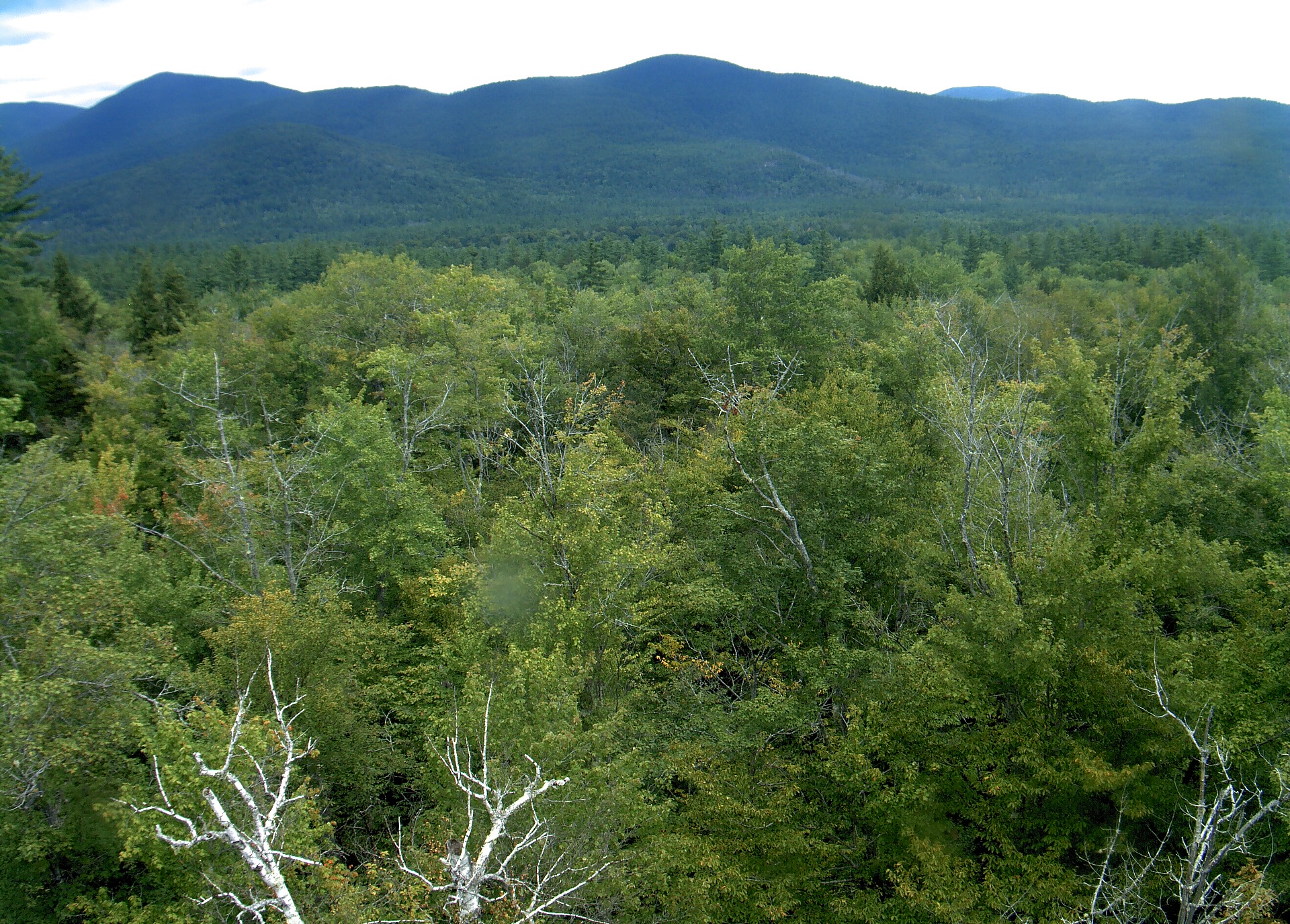 A wooded ridge rises beyond the close canopy at Bartlett Experimental Forest.