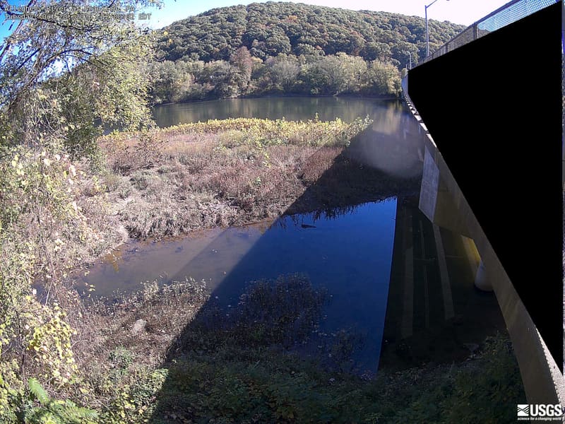 A broad wooded hill and riverbank canopy are clearly visible across the river, with close leaves at left. Most crowns remain green with scattered yellow.