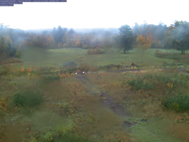 The meadow is bordered by several clearly separate deciduous trees with green, yellow, orange and red foliage. A yellow near tree shows its trunk and thinning branches; the middle-distance woodland supplies additional readable crowns.