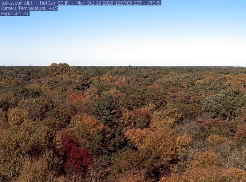 An extensive, clear woodland canopy runs to a low horizon beneath clouds. Most crowns remain green, with scattered yellow and rust-red patches, especially near the bottom edge.