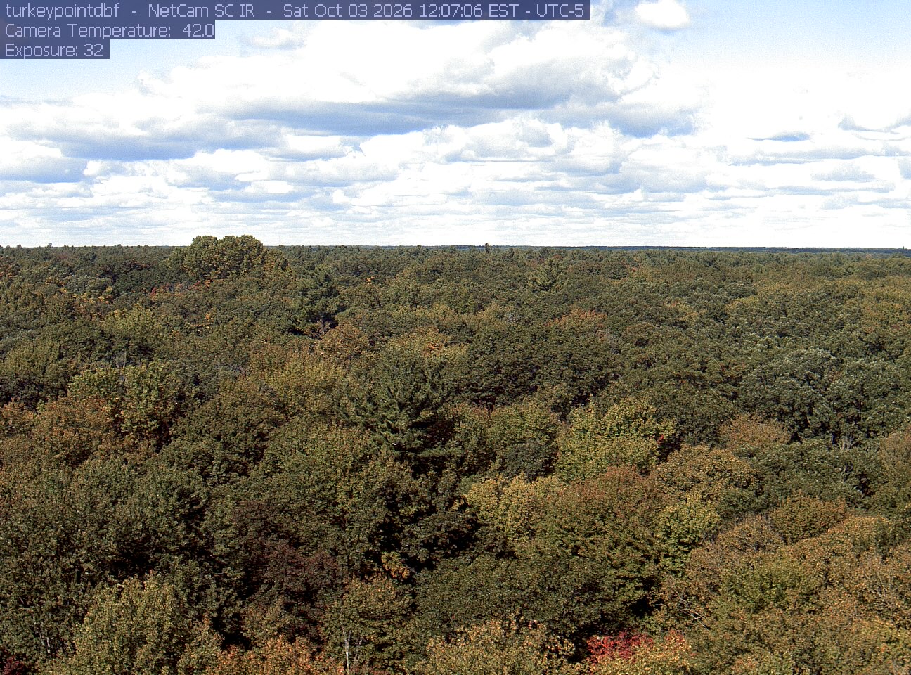 An extensive, clear woodland canopy runs to a low horizon beneath clouds. Most crowns remain green, with scattered yellow and rust-red patches, especially near the bottom edge.