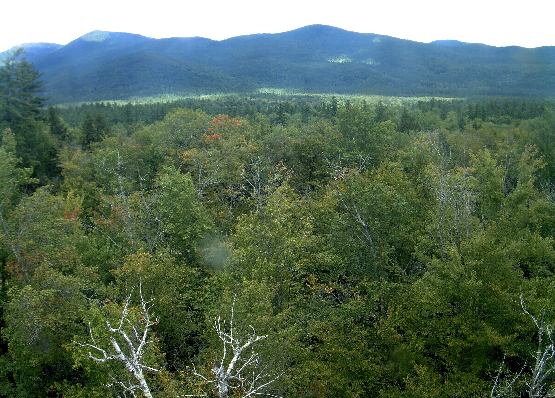 A wooded ridge rises beyond the close canopy at Bartlett Experimental Forest.