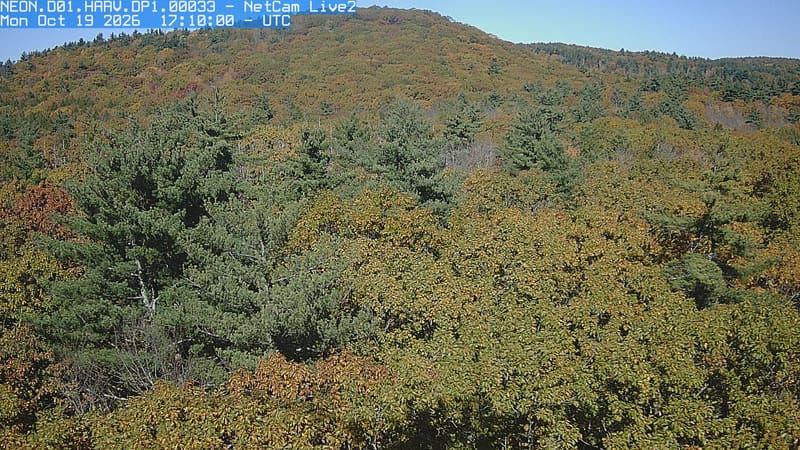 An uninterrupted canopy fills the foreground and hill, with individual green, yellowing and russet crowns visible among a few tall conifers.