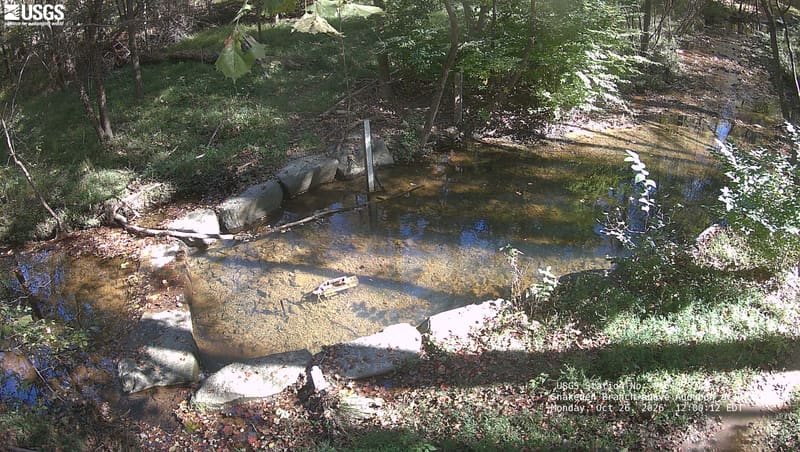 A shallow woodland pool edged by large stones; slim trees, green understory and scattered yellow/brown leaves surround the trunks reflected in it.