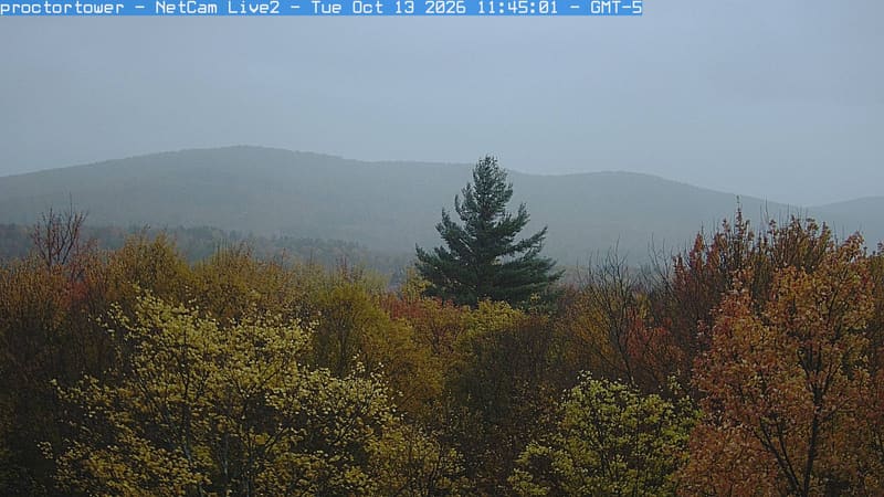 Yellow and russet crowns fill the foreground beneath a broad wooded ridge, with a single dark conifer near the centre.