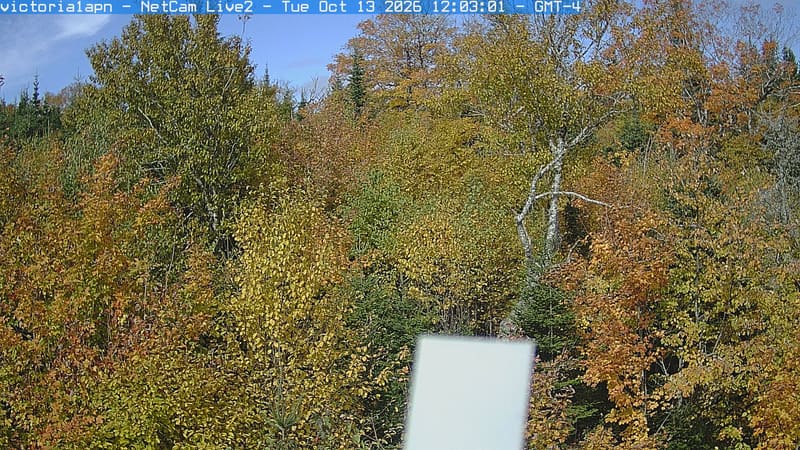 Close woodland crowns show abundant green leaves and a distinct yellow-orange tree at the right. Branch texture is readable across most of the frame, with a bright instrument box covering part of the lower center.