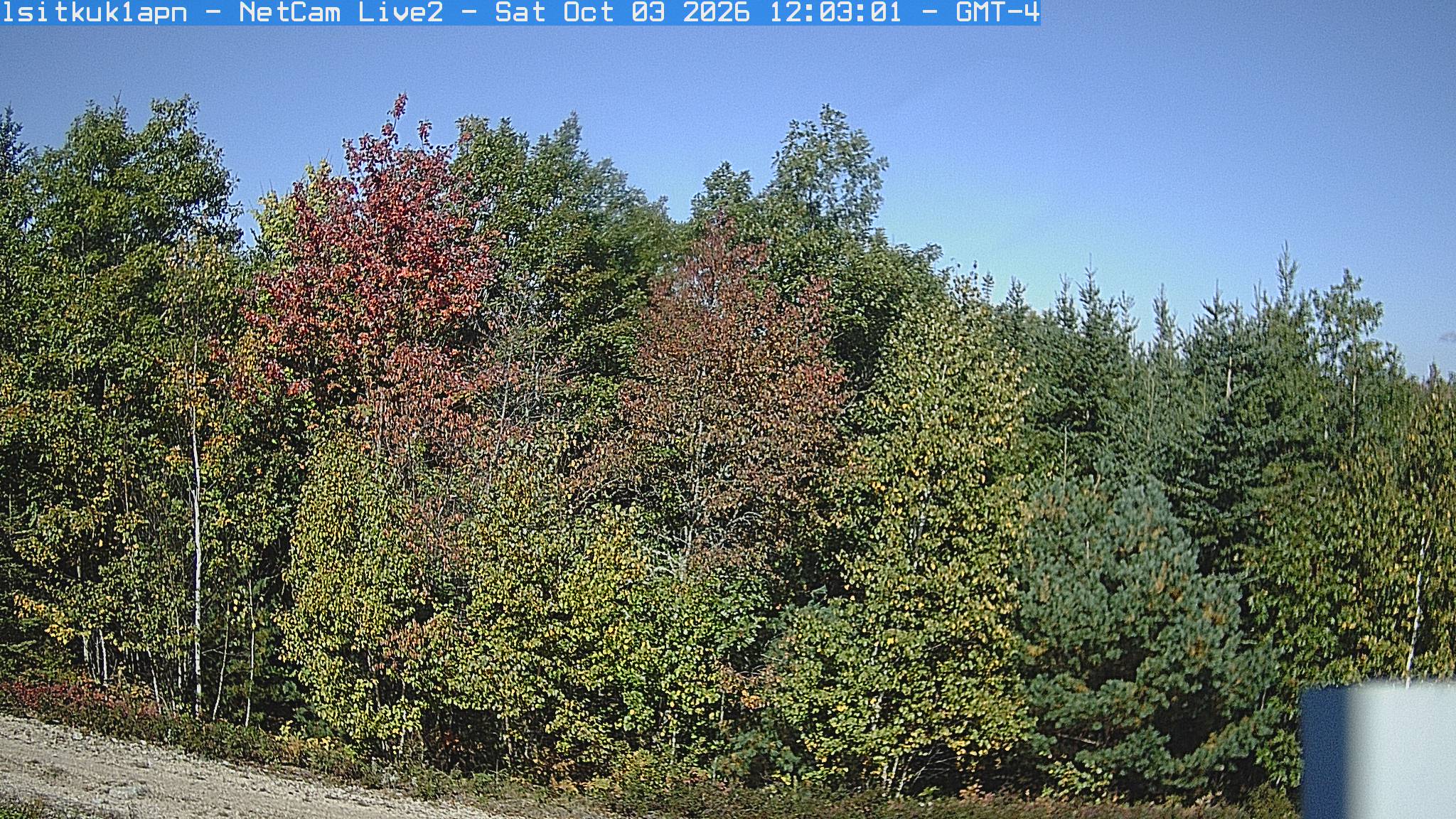 A sunlit woodland edge has green, yellow and reddish crowns beside a blue-green conifer. Leaves remain easy to distinguish; a small equipment corner and gravel edge sit below the main canopy.
