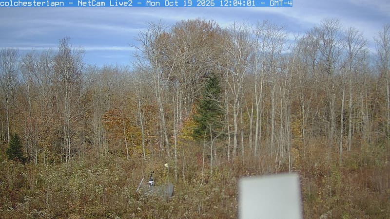 A close mixed woodland wall shows yellow-green and bronze leaves, bare upper branches and darker evergreen crowns. Foliage is broadly clear; a white piece of equipment obscures a small lower part.