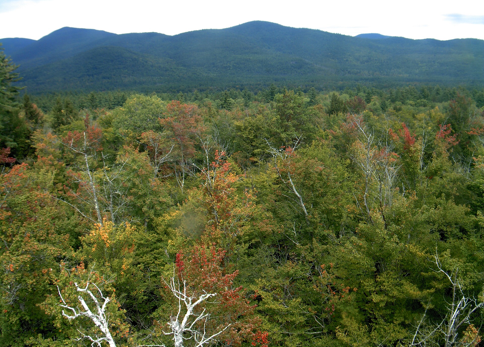 A wooded ridge rises beyond the close canopy at Bartlett Experimental Forest.