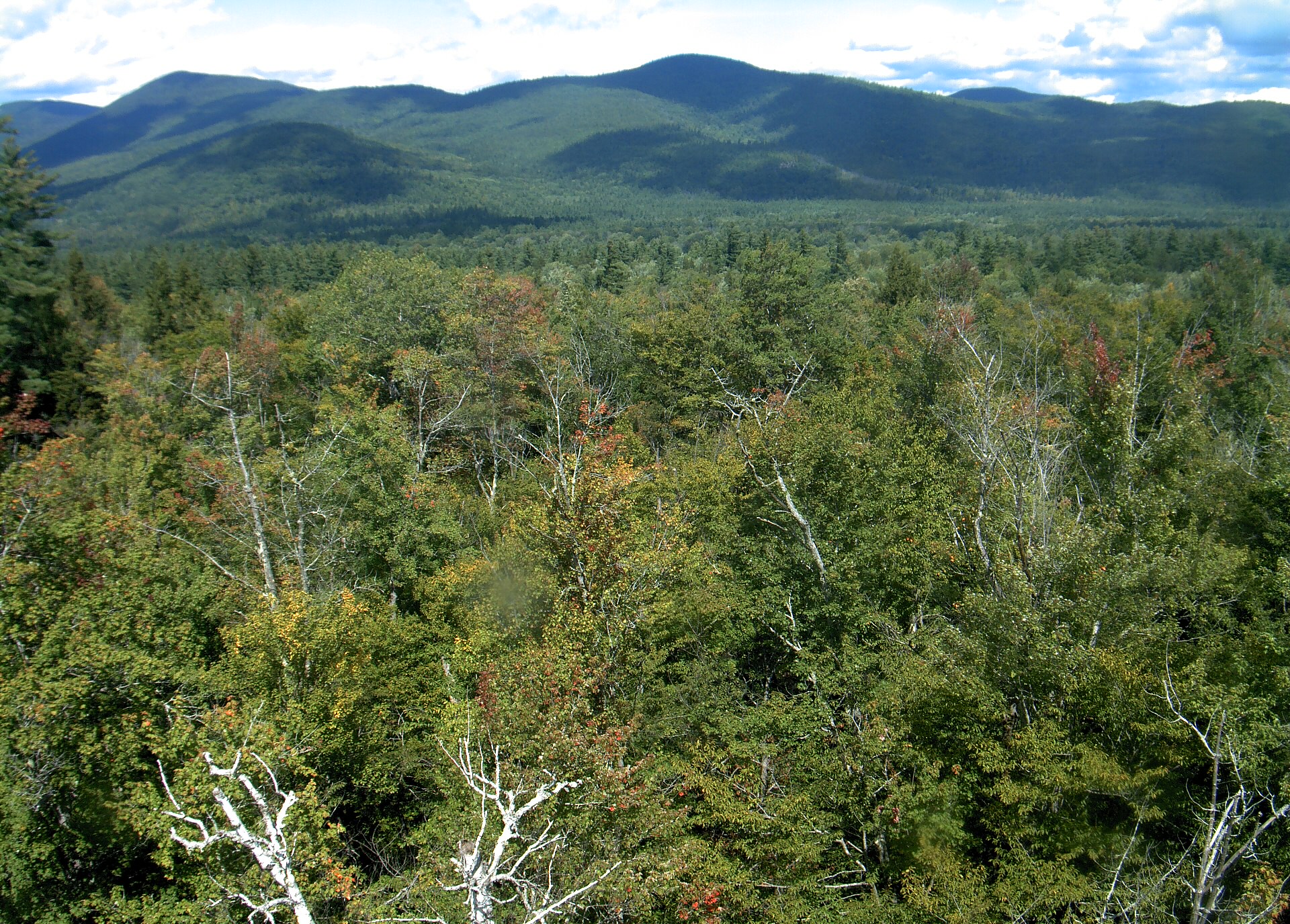 A wooded ridge rises beyond the close canopy at Bartlett Experimental Forest.