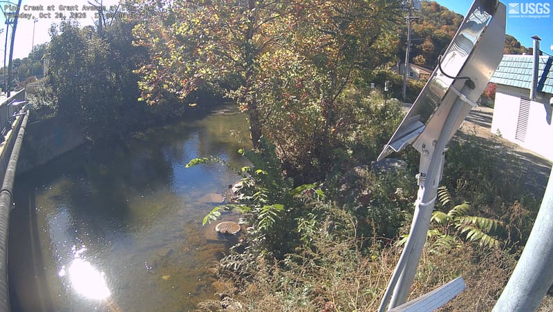 Clear nearby green/yellow crowns above an urban creek, with a wooded slope behind.
