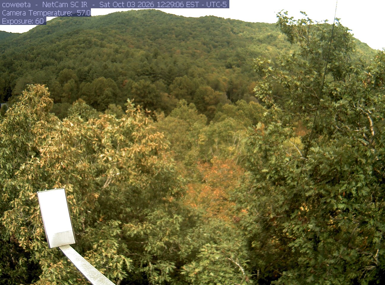 A mostly green wooded mountainside with scattered yellow and rusty patches lies beyond close leafy branches. The broad slope is visible, with a research instrument at the lower left.