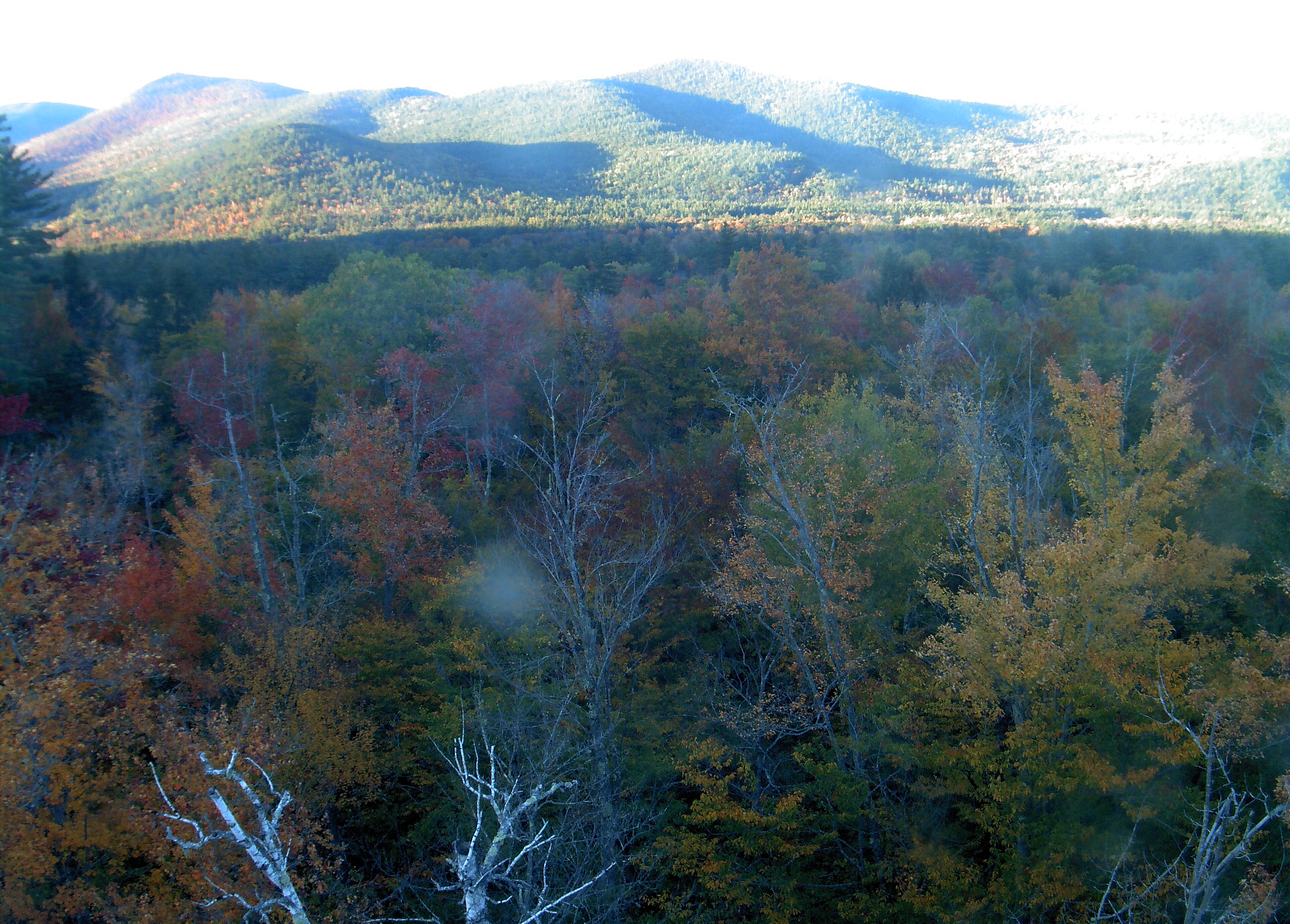 A wooded ridge rises beyond the close canopy at Bartlett Experimental Forest.