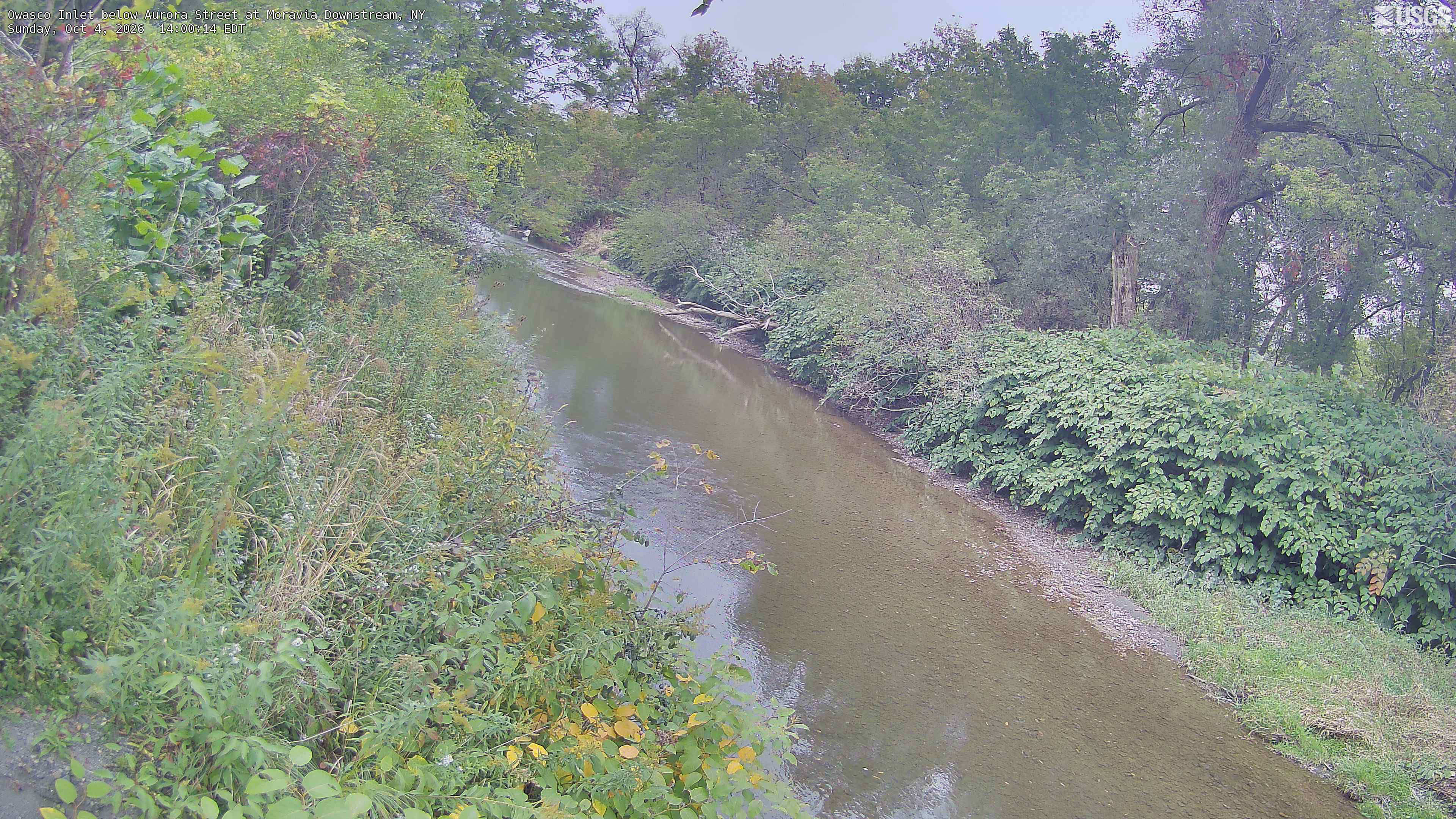 A long creek reach enclosed by dense trees and shrubs, mostly green with small yellowing branches and patches of red leaves. Light haze and low contrast soften color, but the crowns and local vegetation remain readable. Near vines and shrubs are part of the scene, not identified tree species.