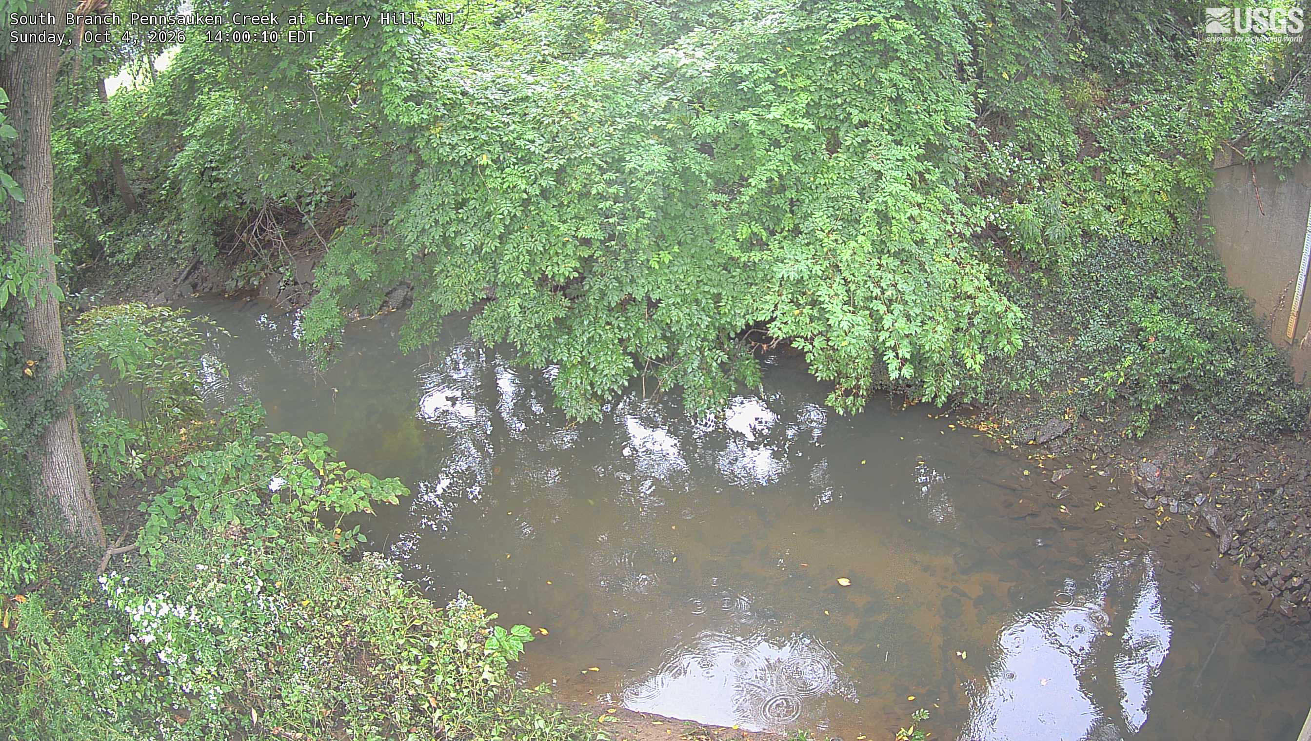 Dense overhanging green branches cover much of the opposite creek bank, with individual leaves and sparse yellowing readable.